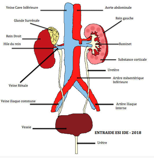 L insuffisance R nale ENTRAIDE ESI IDE