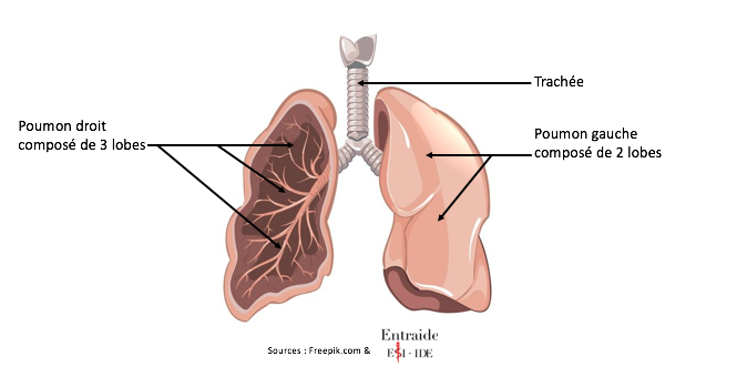 Cancer du poumon - ENTRAIDE ESI IDE